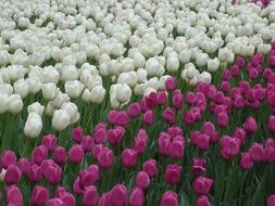 white and pink tulips in the park