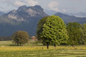 spring mountains with meadow and trees