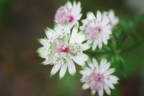 alpine wildflowers