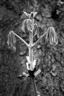 foliation plant