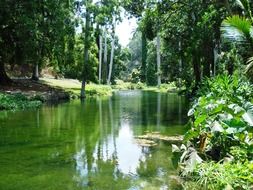 clean pond in the forest