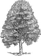 tree beech plant drawing