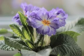 primrose, primula plant with purple flowers