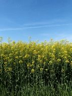 yellow wildflowers and blue sky