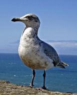 portrait of seagull bird is on an ocean bank