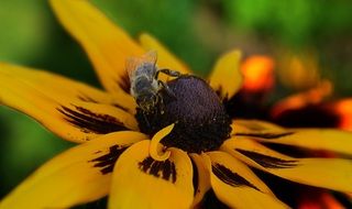 yellow flower with bee macro