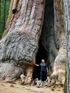 magnificent sequoia tree