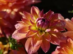 dahlias in the garden