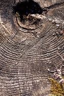 Moss on tree stump