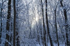Landscape of the snowed forest