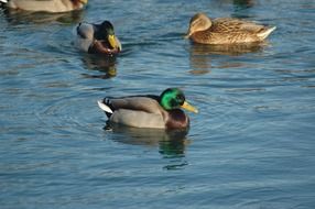Wild ducks in water