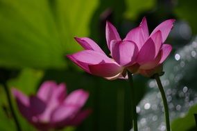 pink flowers with green leaves