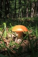 Mushroom in the forest in Caesarea