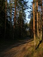 pine tree forest at the sunset