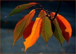 colorful leaves in autumn