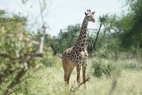 giraffe among wildlife in africa