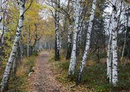 trail through the birch grove in autumn