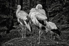 black and white stork bird