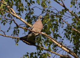 grey dove on the tree