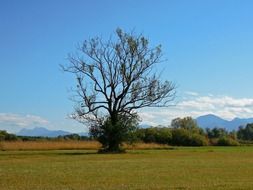 tree on the meadow in upper bavaria