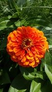 Beautiful orange and red, blossoming dahlia flower with green leaves