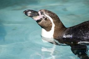 humboldt penguin in the water