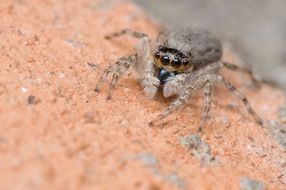 close-up photo of Madagascar spider on a stone