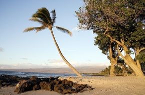 landscape of palm tree on a tropical beach in hawaii