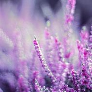 heather heathers violet flowers