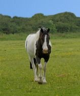 spotted horse on a green meadow