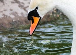 portrait of the white swan