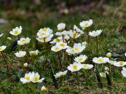 white alpine flowers on the meadow