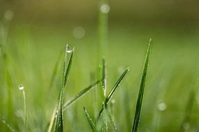 Close-up of the beautiful green grass with dew drops and with bokeh lights