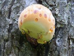 Fungus mushroom on tree
