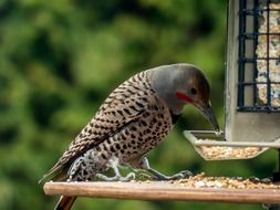 woodpecker flicker bird