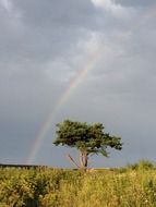 tree under the rainbow