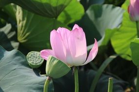 pink lotus among large leaves on a pond