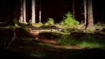 green spruce trees at the edge of the forest in bright sunlight