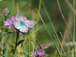 blue butterfly on a wild flower