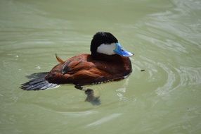 brown duck with blue nib