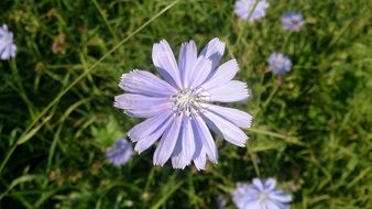 Blue flower on the dam