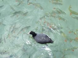 Duck swims in water