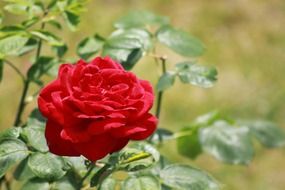 macro photo of a bright blooming rose
