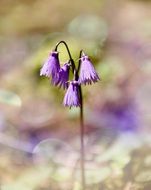 bellflower in the forest