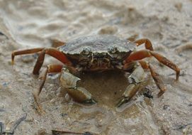 small crab on beach