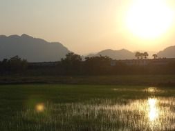 scenic sunset above paddy field, thailand