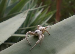 white spider on green leaf close-up on blurred background