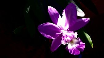 picture of the orchid flower in a dark
