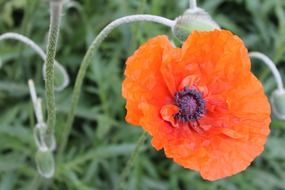 Close-up of the beautiful, red poppy wildflower blooming among the grass