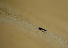 black insect on beige surface close-up on blurred background